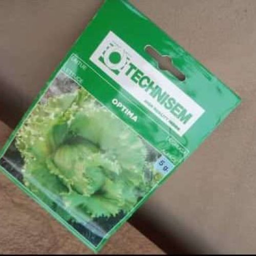 Optima Lettuce Seeds (Technisem | 10g)