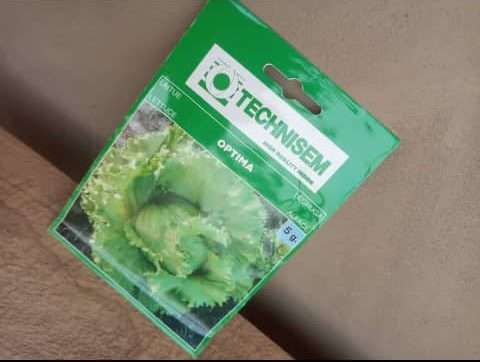 Optima Lettuce Seeds (Technisem | 10g)