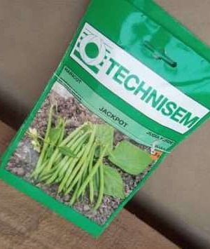 Jackpot Dwarf Green Bean Seeds (Technisem | 25g)