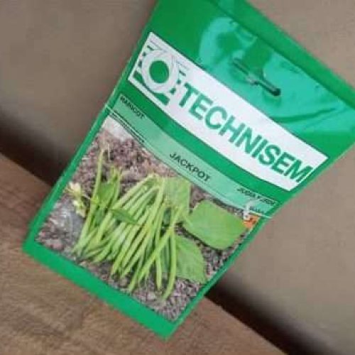 Jackpot Dwarf Green Bean Seeds (Technisem | 25g)