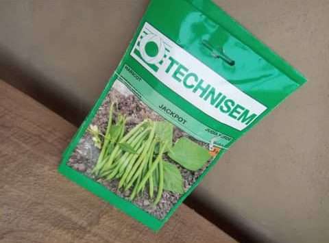 Jackpot Dwarf Green Bean Seeds (Technisem | 25g)