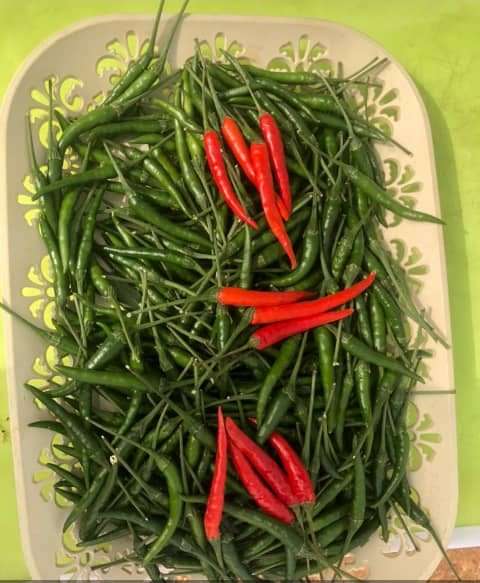 East West Demon chili Pepper 500 Seeds - Image 2