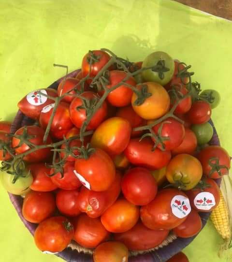 Padma Tomato Seed | 5g - Image 2