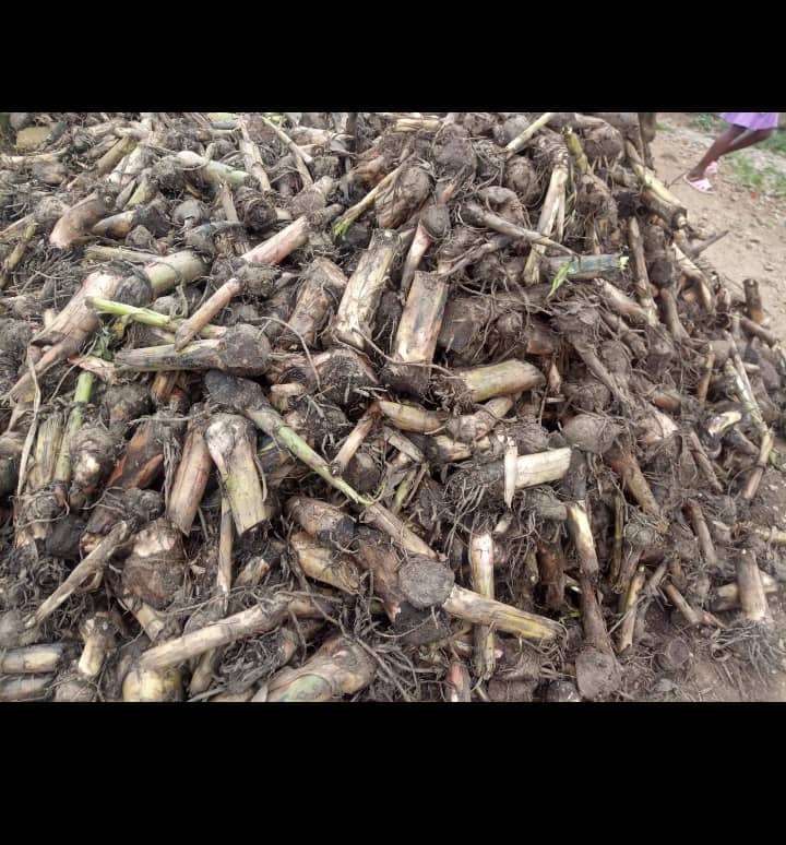 Plantain Sucker - Image 3