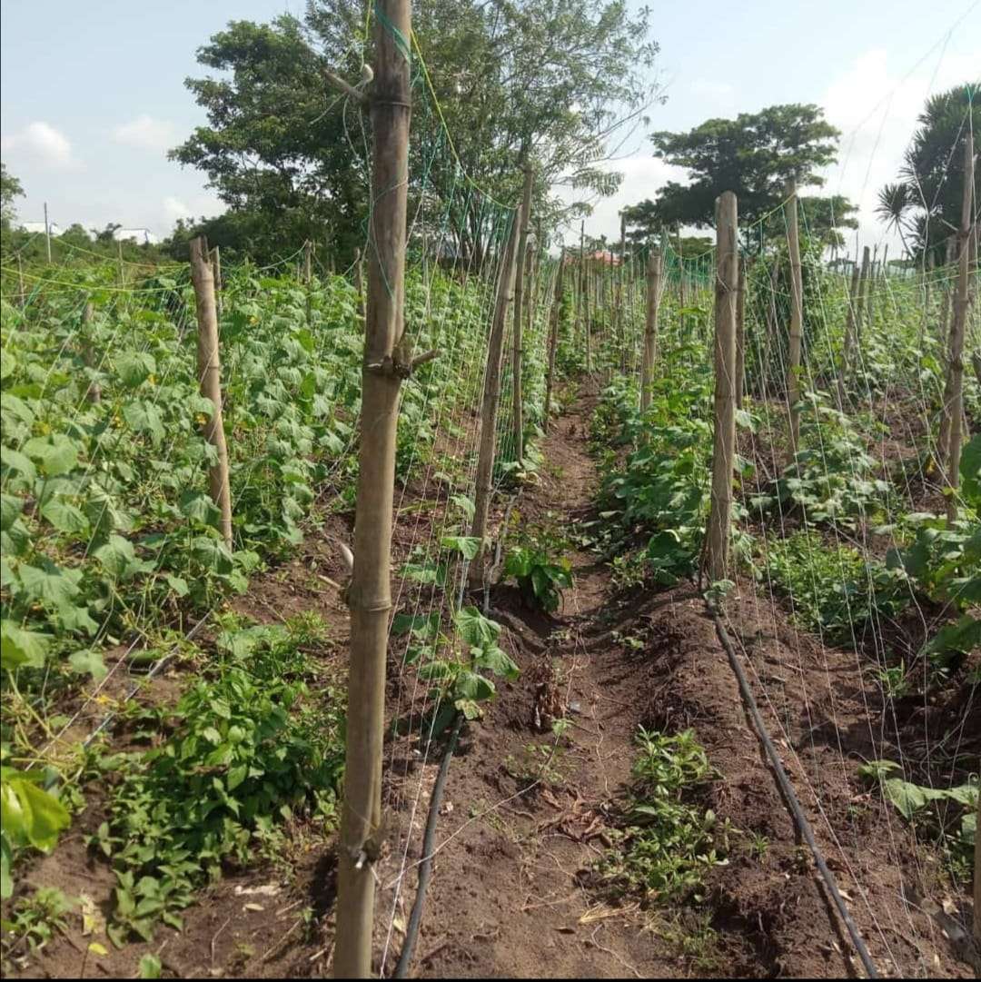 Staking Net | 2m x 100m - Image 2