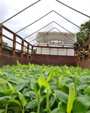 G-9 Carvendish Banana Plantlets from HTS Farms
