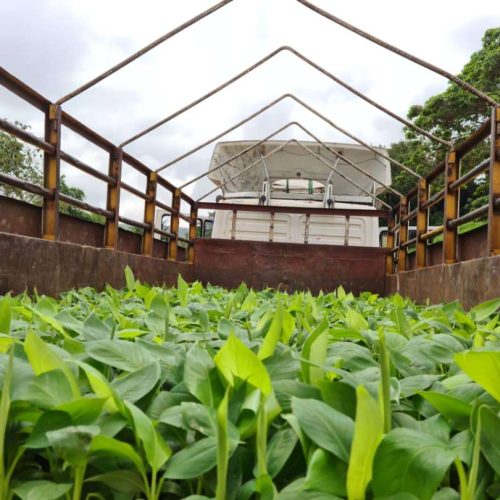 G-9 Carvendish Banana Plantlets (Pre-Order)