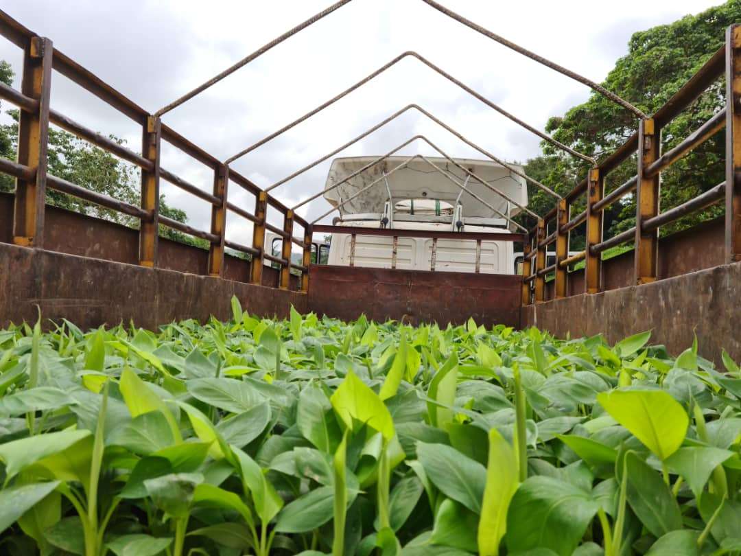 G-9 Carvendish Banana Plantlets from HTS Farms