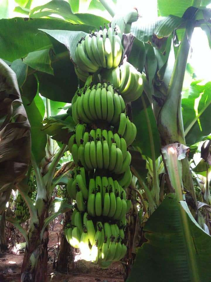 G-9 Carvendish Banana Plantlets (Pre-Order) - Image 3