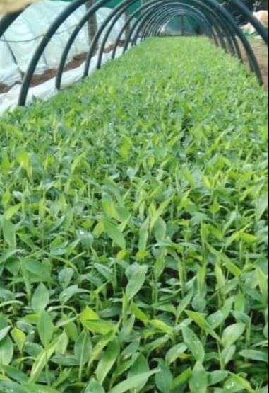 G-9 Carvendish Banana Plantlets (Pre-Order) - Image 2