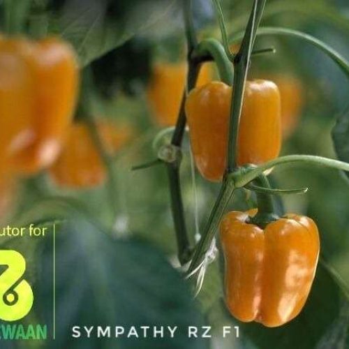 Sympathy RZ Orange Bell Pepper (100 Seeds)