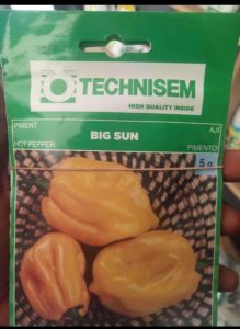 Technisem Big Sun