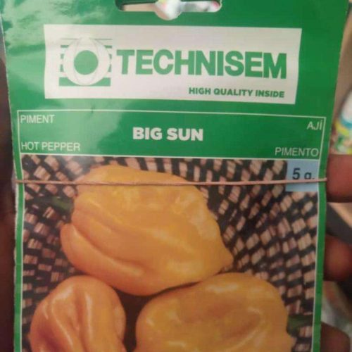 Technisem Big Sun Yellow Habanero Seeds (5g)