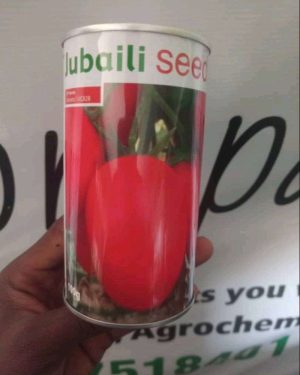 Tomatoes UC-82B Jubaili Brand