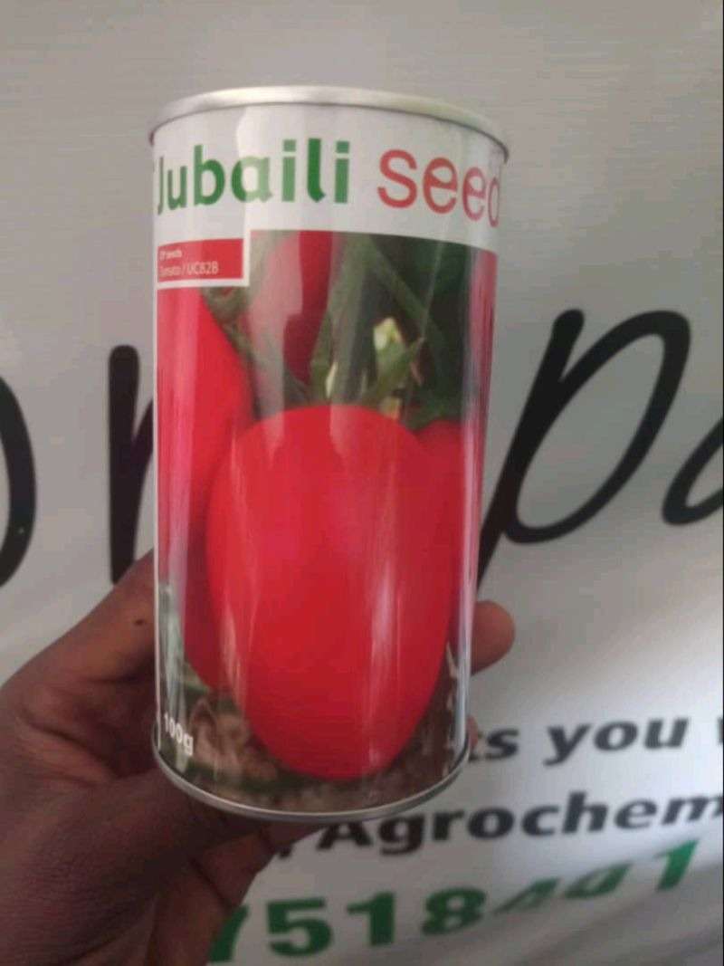 Tomatoes UC-82B Jubaili Brand
