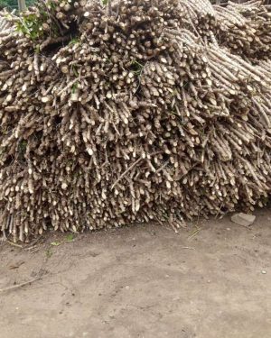 TME Cassava 419 stem