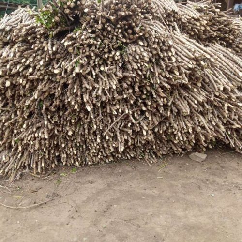 TME Cassava 419 Stem (30 Stems per Bundle) | (MOQ: 50 Bundles)