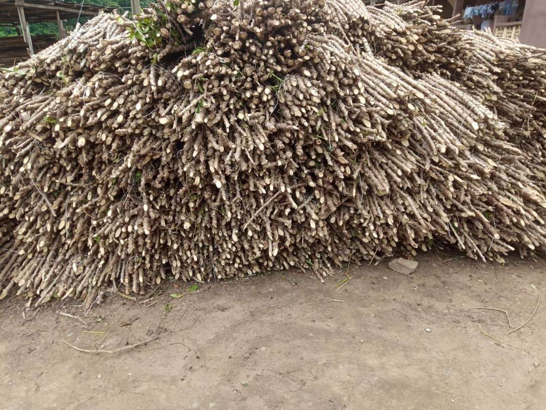 TME Cassava 419 stem