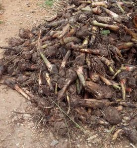 Hybrid Banana Suckers