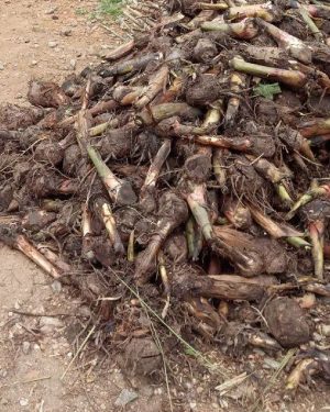 Hybrid Banana Suckers