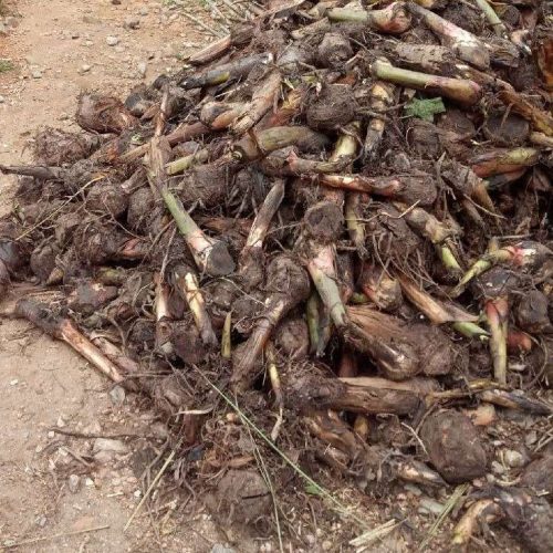 Hybrid Banana Suckers