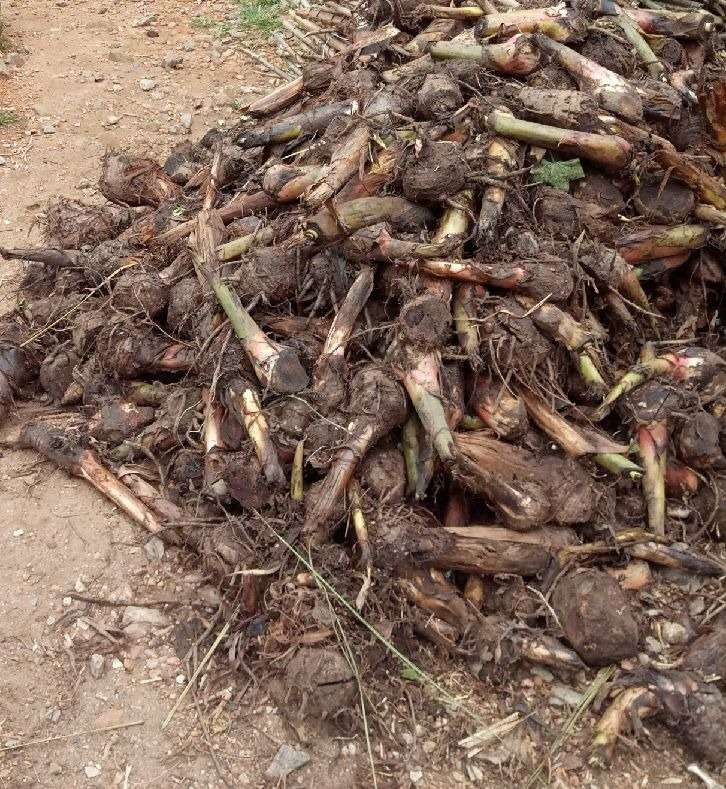 Hybrid Banana Suckers