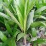Oil Palm Seedling (Hybrid Tenera)