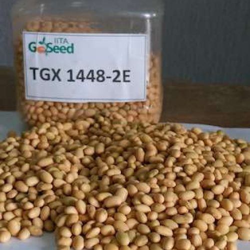 Soyabean Seed (TGX-1448-2E) – 5kg