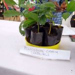 Hybrid Cashew Seedling