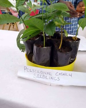 Hybrid Cashew Seedling