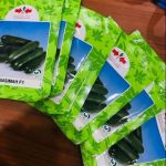 East West Basimah F1 Seedless Cucumber Seed (500 Seeds)