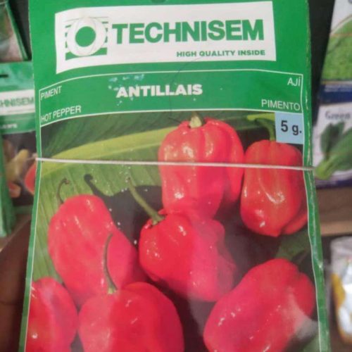 Antillais Hot Pepper Seed (Technisem | 5g)