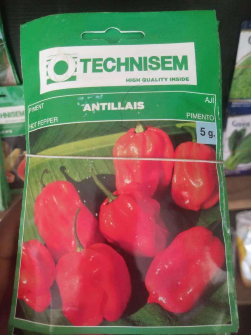 Antillais Hot Pepper Seed