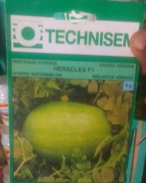 Technisem Heracles Watermelon - 5g
