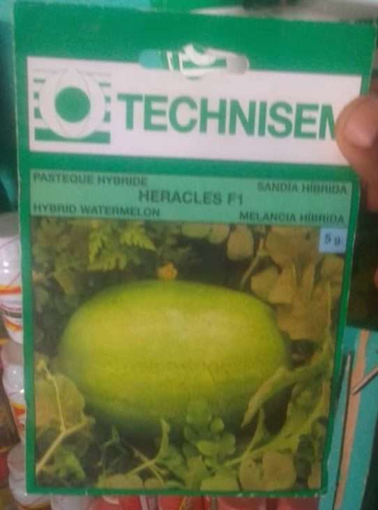 Technisem Heracles Watermelon - 5g