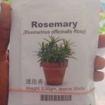 Rosemary (Rosmarinus officinalis Rosy) Seeds | 0.05g (30 Seeds)