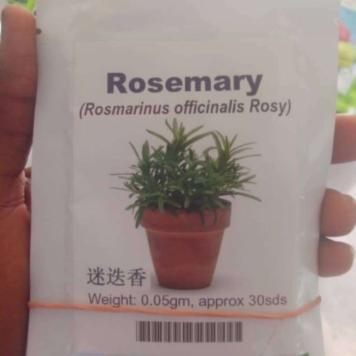 Rosemary (Rosmarinus officinalis Rosy) Seeds | 0.05g (30 Seeds)