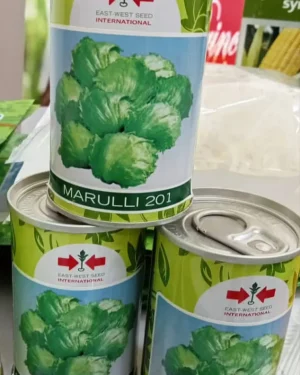 Marulli 201 Iceberg Lettuce (5g)