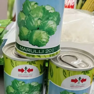 Marulli 201 Iceberg Lettuce | 5g (MOQ:3)
