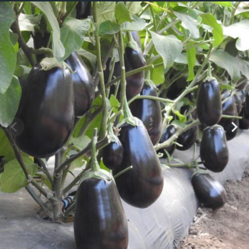 Aubergine Fantastic RZ F1 (100 Seeds)