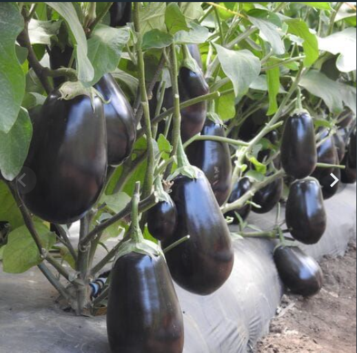 Aubergine Fantastic RZ F1 (100 Seeds)