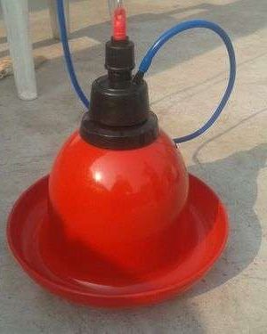 Indian Bell Drinkers