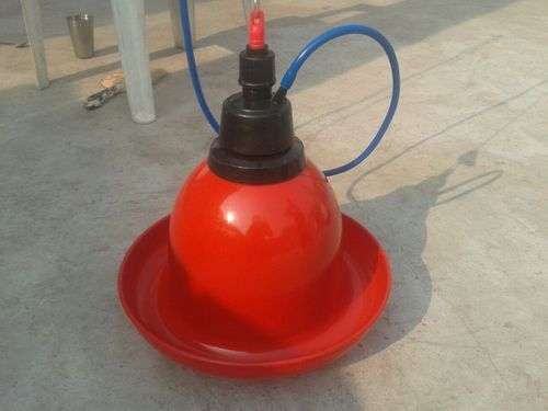 Indian Bell Drinkers