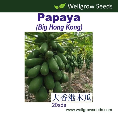 Wellgrow Papaya Big Hong Kong (20 Seeds)