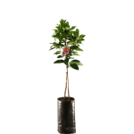 Hybrid Dwarf Orange Seedlings