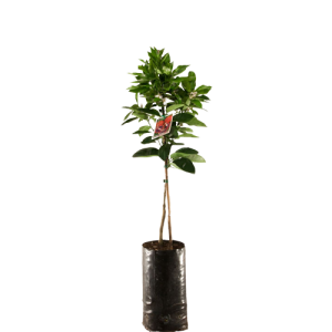 Hybrid Dwarf Orange Seedlings