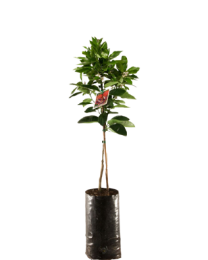 Hybrid Dwarf Orange Seedlings