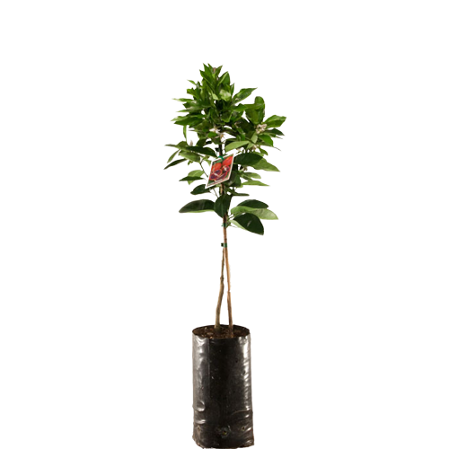 Hybrid Dwarf Orange Seedlings