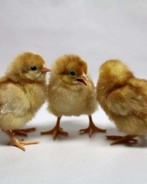 Novogen Brown Day-Old Pullets (Agrited Brand) | 1 Carton