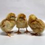 Novogen Brown Day-Old Pullets (Agrited Brand) | 1 Carton